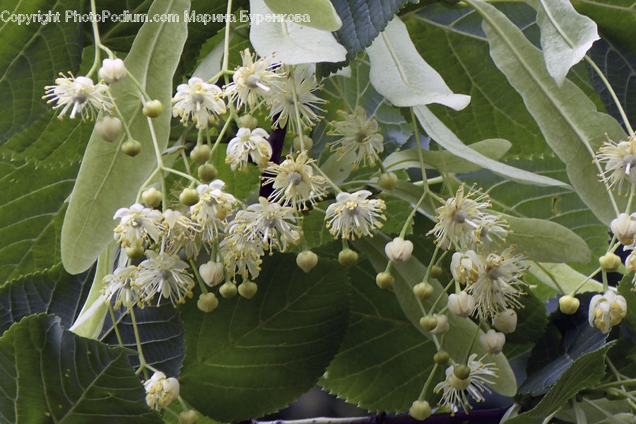 Cauliflower, Produce, Vegetable, Blossom, Flora, Flower, Plant
