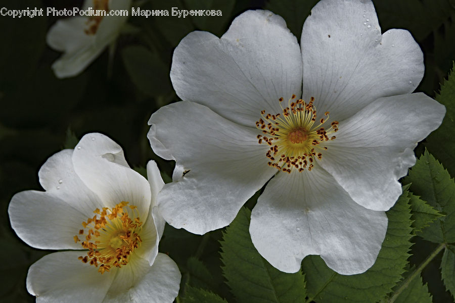 People, Person, Human, Blossom, Flora, Flower, Plant