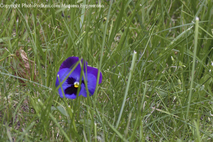Blossom, Crocus, Flora, Flower, Plant, Fiber, Flax
