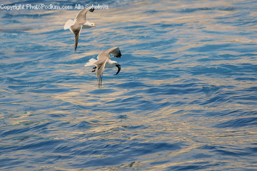 Bird, Crane Bird, Heron, Seagull, Ardeidae, Swan, Waterfowl