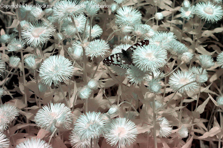 Dandelion, Flower, Plant, Daisies, Daisy, Blossom, Flora