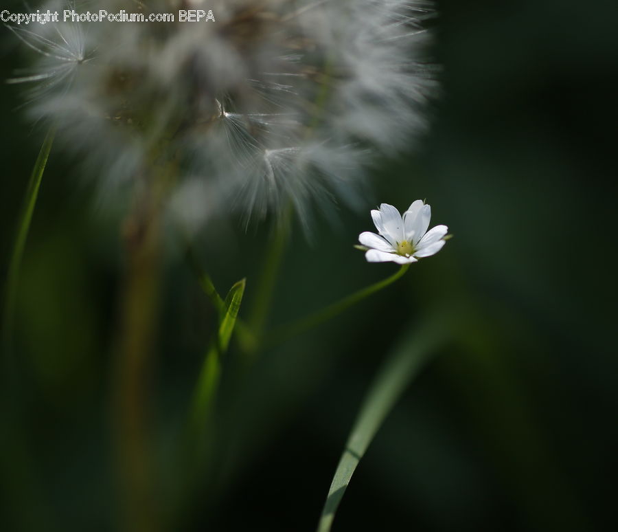 Cosmos, Blossom, Flora, Flower, Plant, Daisies, Daisy