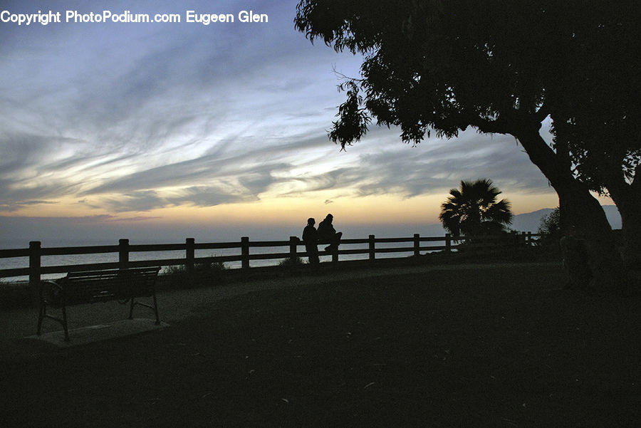 Palm Tree, Plant, Tree, Bench, Dusk, Outdoors, Sky