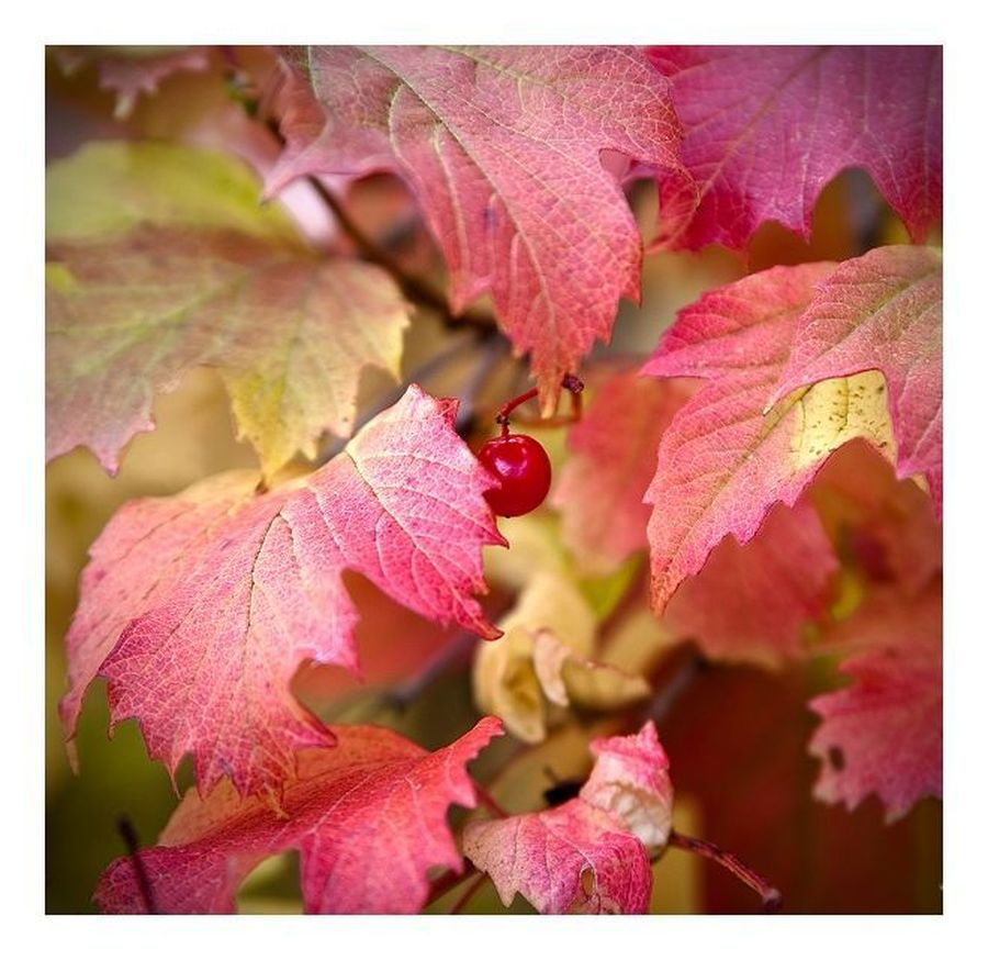 Blossom, Flora, Flower, Plant, Petal, Hibiscus, Poppy
