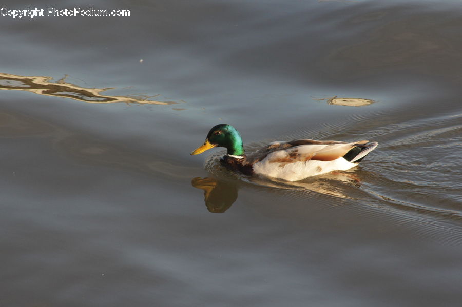 Bird, Duck, Mallard, Waterfowl, Teal