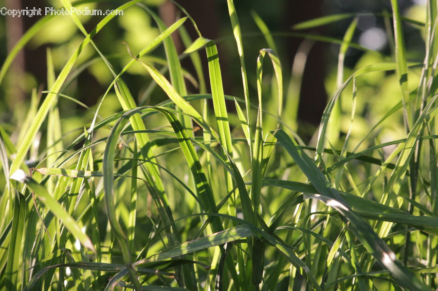 Field, Grass, Grassland, Plant, Blossom, Flora, Flower