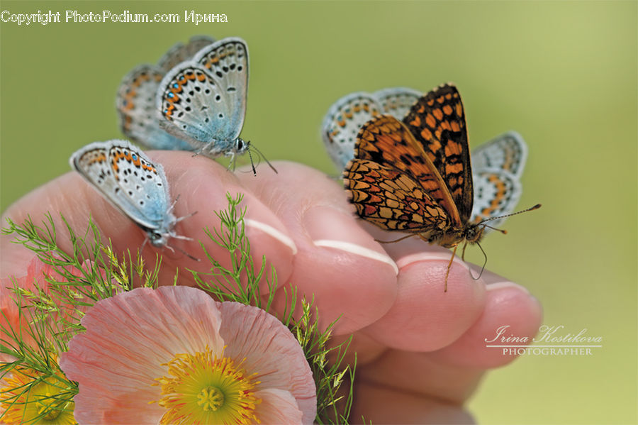 Butterfly, Insect, Invertebrate, Blossom, Flora, Flower, Plant