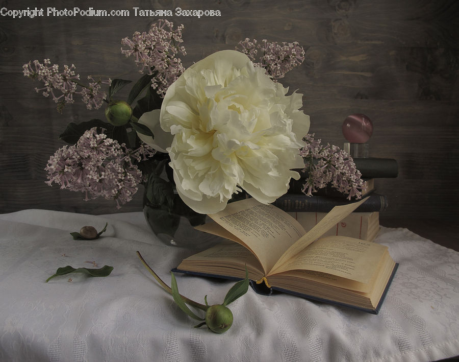 Blossom, Flower, Peony, Plant, Flora, Flower Arrangement, Flower Bouquet