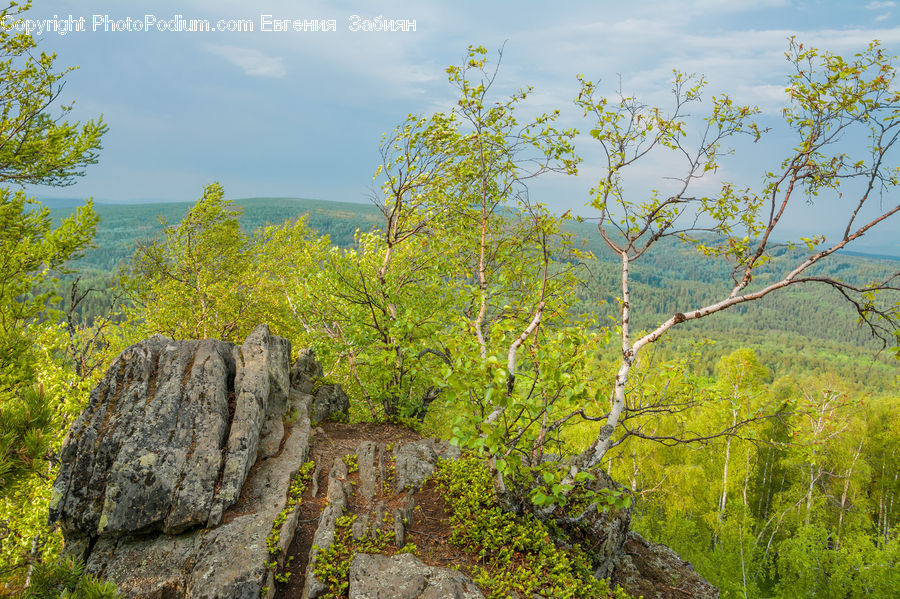 Conifer, Larch, Tree, Wood, Bush, Plant, Vegetation