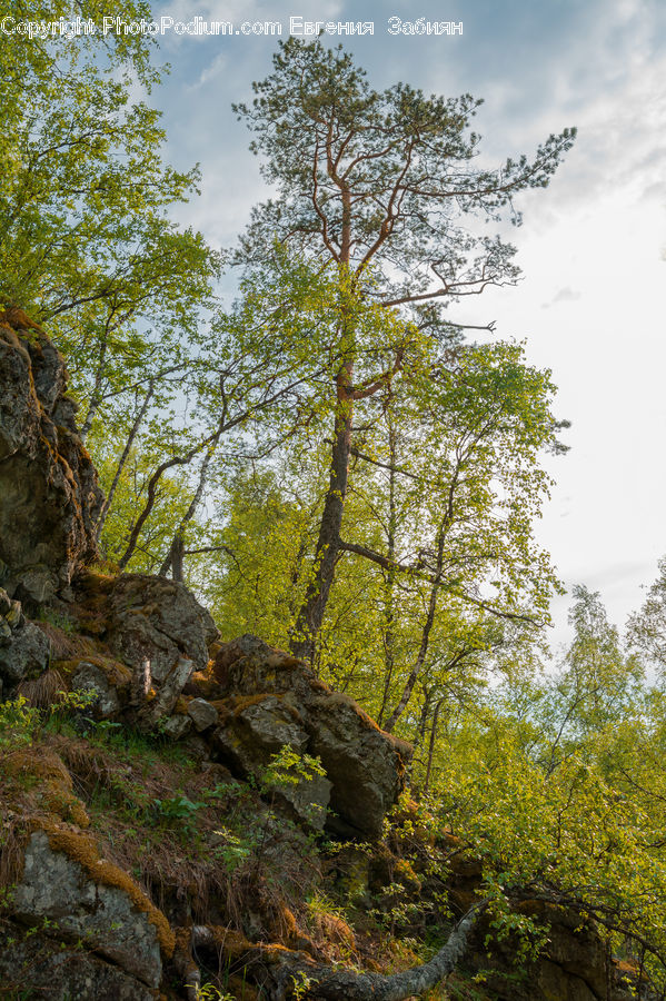 Conifer, Fir, Plant, Tree, Forest, Vegetation, Grove