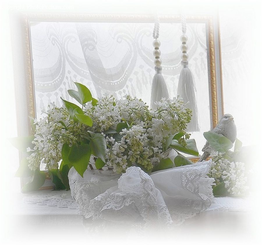 Plant, Potted Plant, Floral Design, Flower, Flower Arrangement, Flower Bouquet, Ikebana