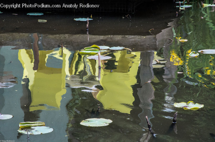Carp, Fish, Koi, Sea Life, Flower, Lily, Plant