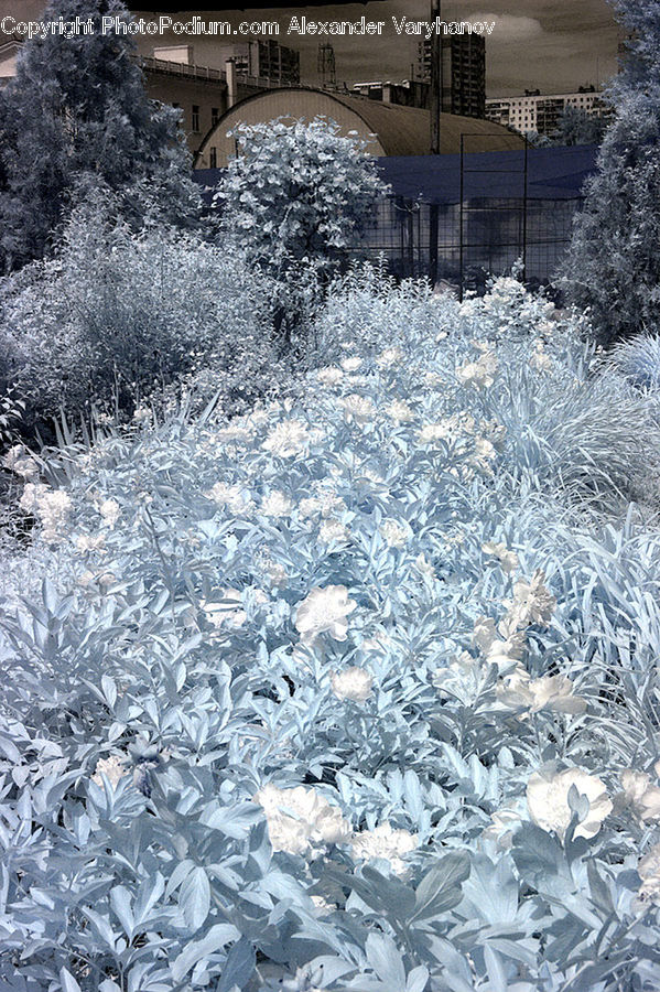 Frost, Ice, Outdoors, Snow, Field, Grass, Grassland