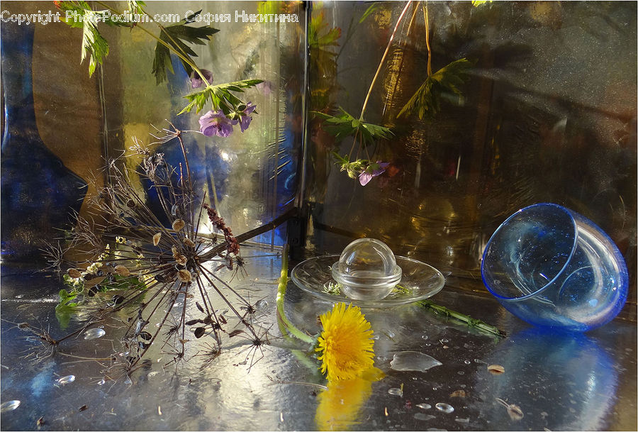 Bubble, Plant, Potted Plant, Dill, Beverage, Drink, Glass