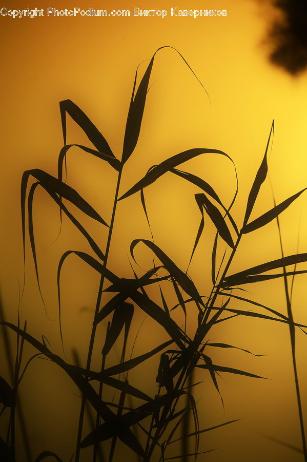 Field, Grass, Grassland, Plant, Reed, Blossom, Flora