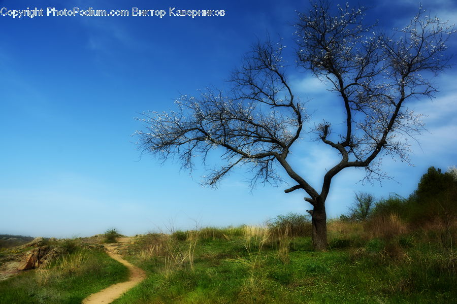 Field, Grass, Grassland, Land, Outdoors, Plant, Tree