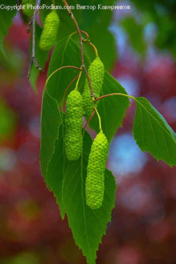 Leaf, Plant, Fruit, Grapes, Blossom, Flora, Flower