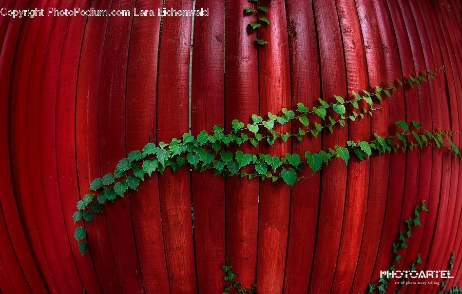 Ivy, Plant, Vine