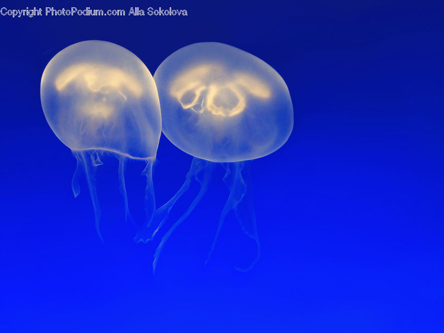 Invertebrate, Jellyfish, Sea Life