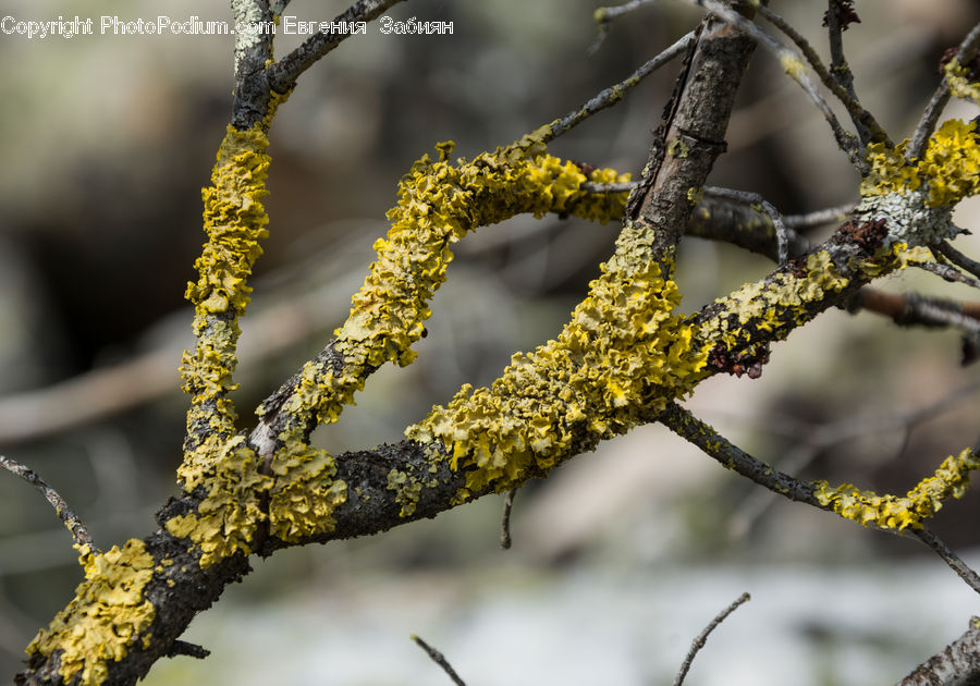 Flower, Mimosa, Plant, Conifer, Larch, Tree, Wood