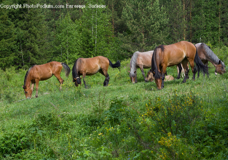 Countryside, Grassland, Meadow, Outdoors, Pasture, Ranch, Animal