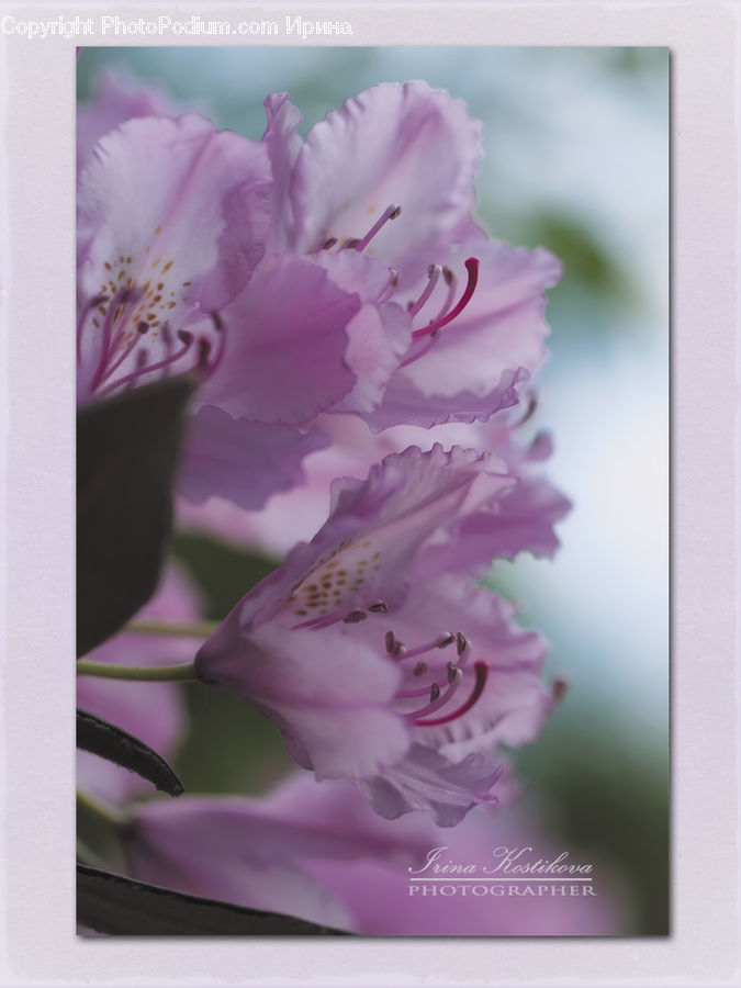Flora, Flower, Gladiolus, Plant, Blossom, Petal, Cherry Blossom
