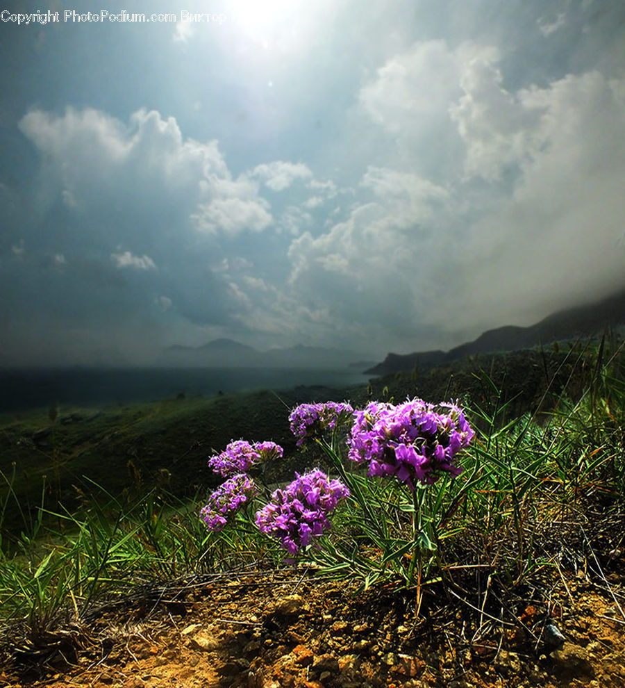 Blossom, Crocus, Flora, Flower, Plant, Geranium, Outdoors