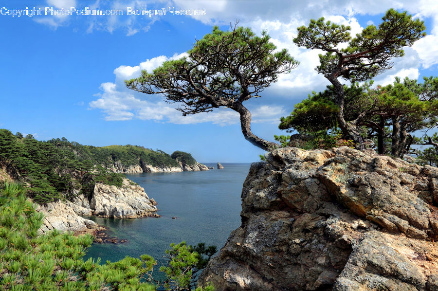Oak, Tree, Wood, Cliff, Outdoors, Plant, Conifer
