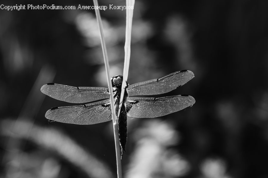 Anisoptera, Dragonfly, Insect, Invertebrate, Blossom, Flora, Flower