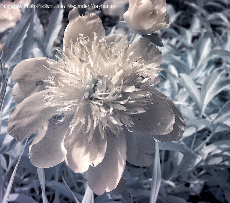 Blossom, Flora, Flower, Plant, Carnation, Flower Arrangement, Flower Bouquet