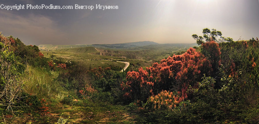 Bush, Plant, Vegetation, Tree, Field, Grass, Grassland