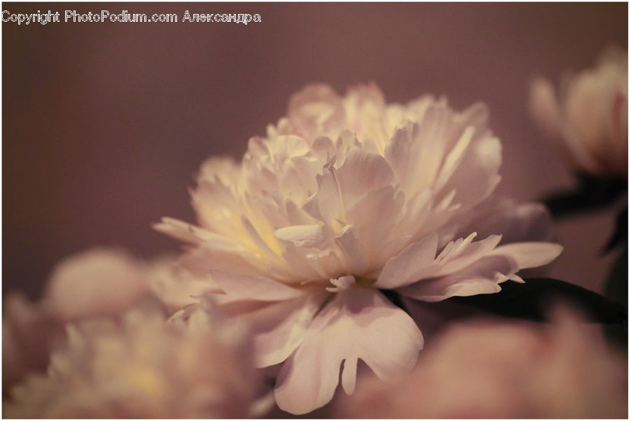 People, Person, Human, Flora, Flower, Gladiolus, Plant