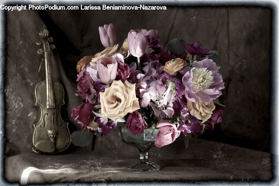 Plant, Potted Plant, Blossom, Flower, Rose, Carnation, Flora