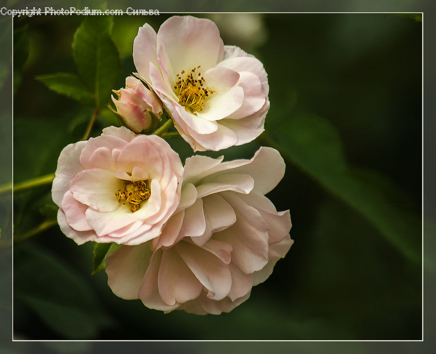 Blossom, Flora, Flower, Plant, Peony, Petal, Cherry Blossom