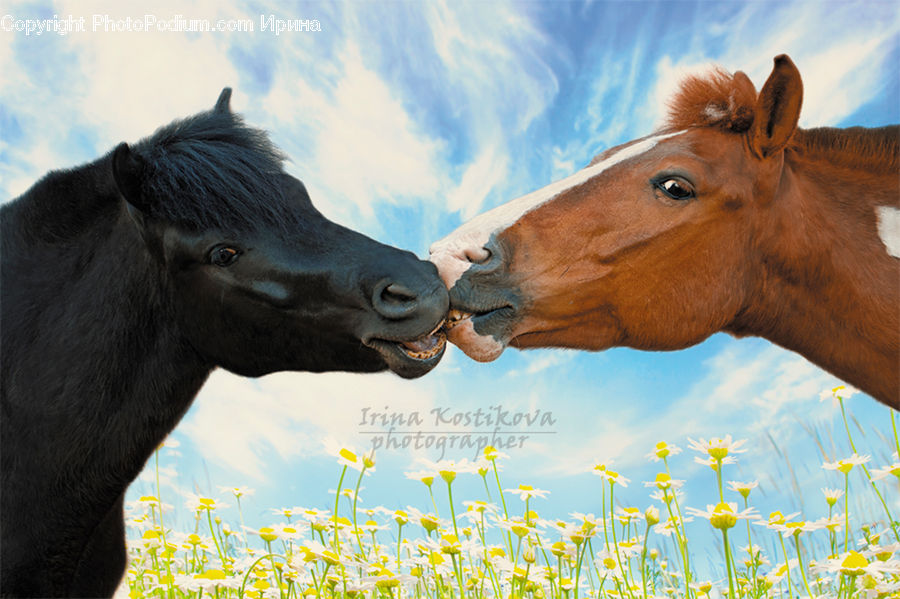 Animal, Colt Horse, Foal, Horse, Mammal