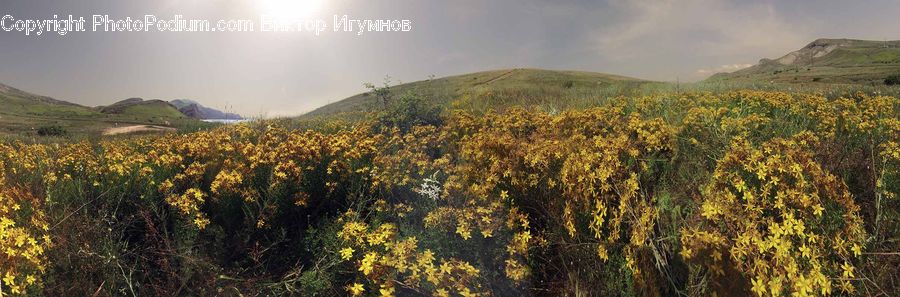 Blossom, Flora, Flower, Plant, Field, Grass, Grassland