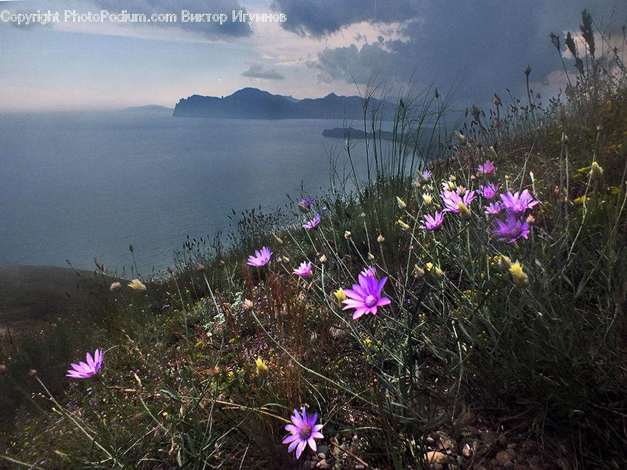 Cosmos, Blossom, Crocus, Flora, Flower, Plant, Geranium