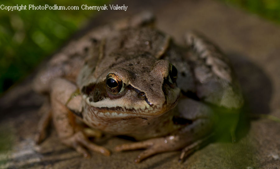 Amphibian, Frog, Wildlife