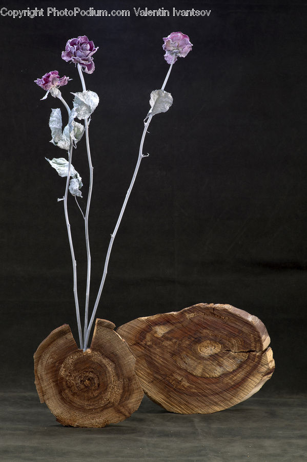 Spindle, Garlic, Plant, Blossom, Flora, Flower, Carnation