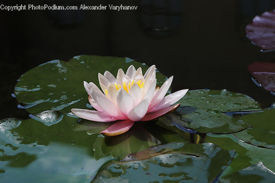 Flower, Lily, Plant, Pond Lily, Blossom, Flora