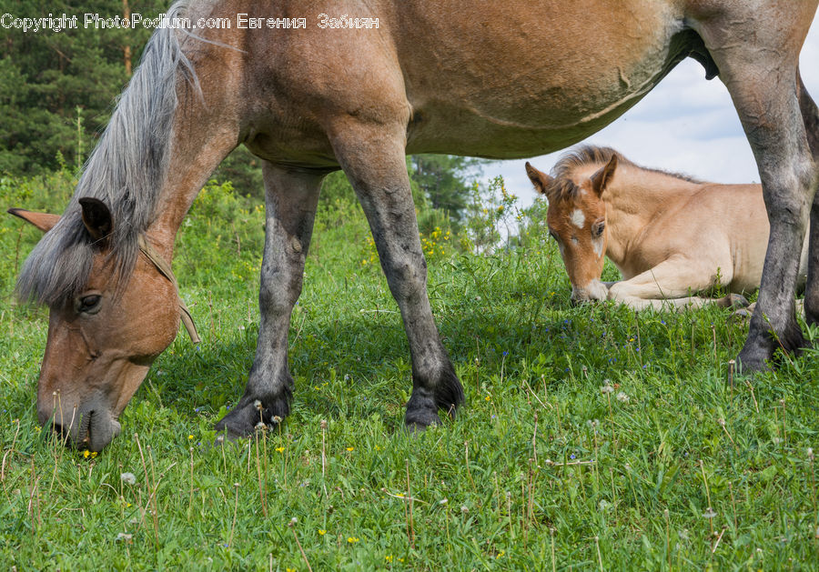 Animal, Colt Horse, Foal, Horse, Mammal, Countryside, Grassland