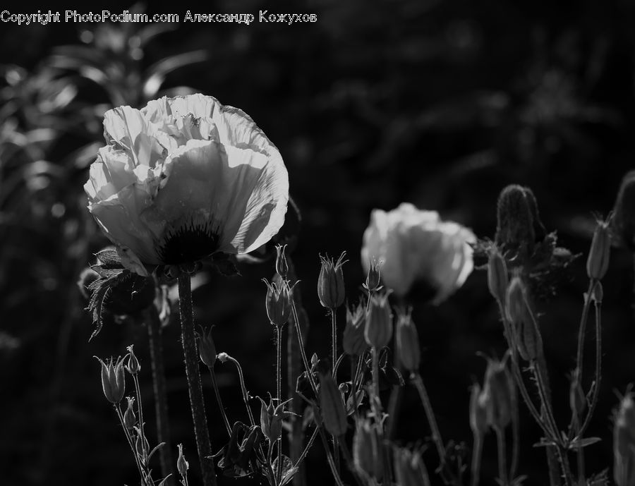 Blossom, Flora, Flower, Plant, Poppy, People, Person