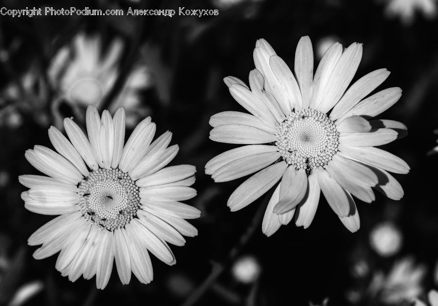 Daisies, Daisy, Flower, Plant, Blossom, Flora, Aster
