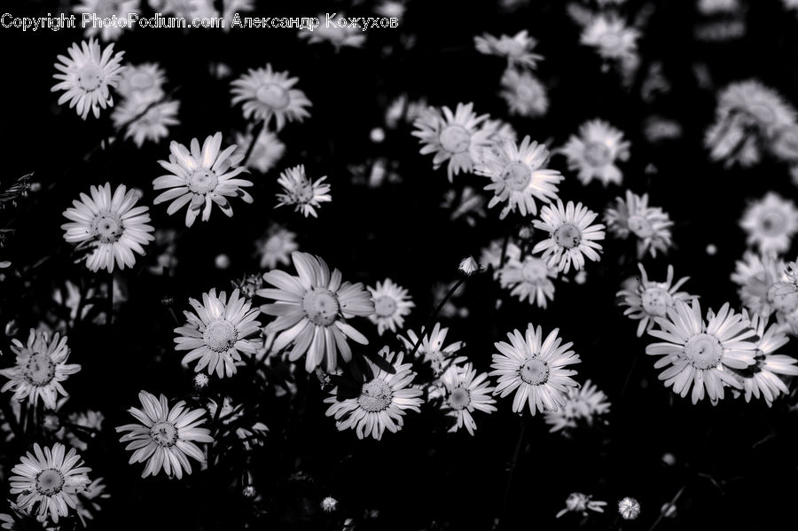 Daisies, Daisy, Flower, Plant, Aster, Blossom, Asteraceae