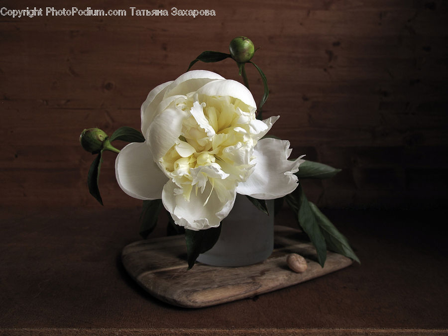 Blossom, Flower, Peony, Plant, Floral Design, Flower Arrangement, Flower Bouquet