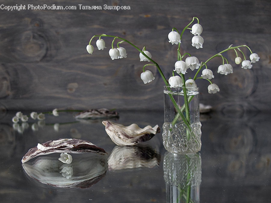 Clam, Food, Oyster, Sea Life, Glass, Goblet, Floral Design