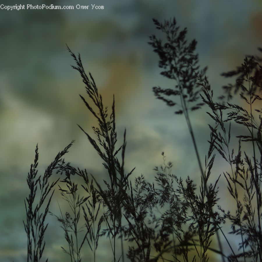 Conifer, Fir, Plant, Tree, Grass, Reed, Pine