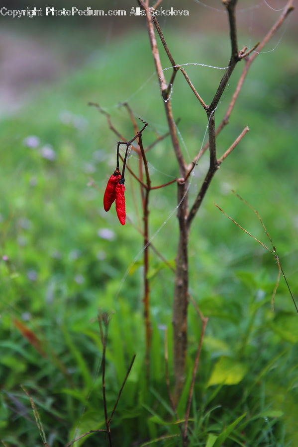 Bird, Bishop, Cardinal, Finch, Priest, Blossom, Flora