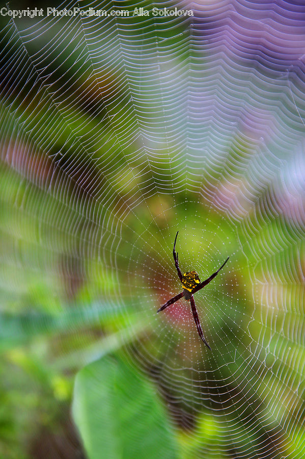 Arachnid, Garden Spider, Insect, Invertebrate, Spider