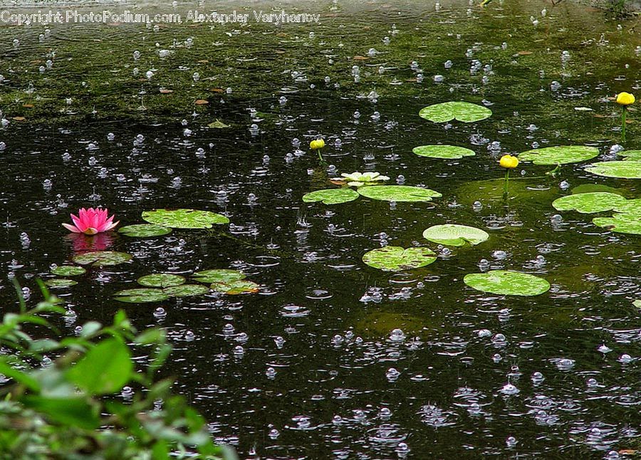 Outdoors, Pond, Water, Land, Marsh, Swamp, Blossom